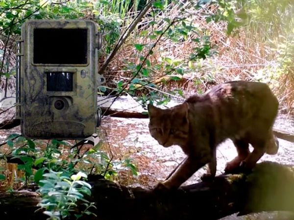 Фотоловушка, установленная в лесу, стала источником нашумевшего видео